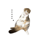 ●○猫のまるちゃん○●（個別スタンプ：8）