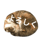 ●○猫のまるちゃん○●（個別スタンプ：9）