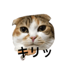 ●○猫のまるちゃん○●（個別スタンプ：10）
