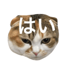 ●○猫のまるちゃん○●（個別スタンプ：11）