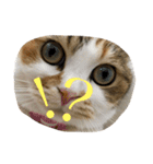 ●○猫のまるちゃん○●（個別スタンプ：12）