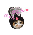 ●○猫のまるちゃん○●（個別スタンプ：13）