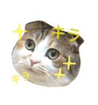 ●○猫のまるちゃん○●（個別スタンプ：14）