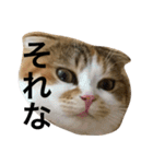 ●○猫のまるちゃん○●（個別スタンプ：15）
