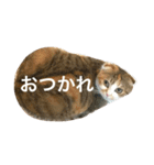 ●○猫のまるちゃん○●（個別スタンプ：16）