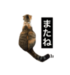 ●○猫のまるちゃん○●（個別スタンプ：18）