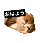 ●○猫のまるちゃん○●（個別スタンプ：19）