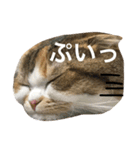 ●○猫のまるちゃん○●（個別スタンプ：20）