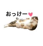 ●○猫のまるちゃん○●（個別スタンプ：21）