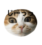 ●○猫のまるちゃん○●（個別スタンプ：22）