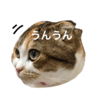 ●○猫のまるちゃん○●（個別スタンプ：23）