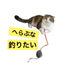 ●○猫のまるちゃん○●（個別スタンプ：24）