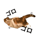 ●○猫のまるちゃん○●（個別スタンプ：26）