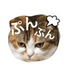 ●○猫のまるちゃん○●（個別スタンプ：28）