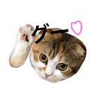 ●○猫のまるちゃん○●（個別スタンプ：29）