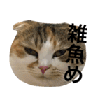 ●○猫のまるちゃん○●（個別スタンプ：31）