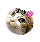 ●○猫のまるちゃん○●（個別スタンプ：33）