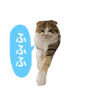 ●○猫のまるちゃん○●（個別スタンプ：34）