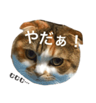 ●○猫のまるちゃん○●（個別スタンプ：36）