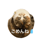 ●○猫のまるちゃん○●（個別スタンプ：37）