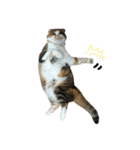 ●○猫のまるちゃん○●（個別スタンプ：39）