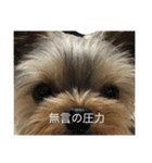 Maru 2（個別スタンプ：4）