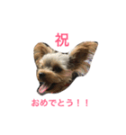 Maru 2（個別スタンプ：6）
