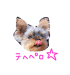 Maru 2（個別スタンプ：7）