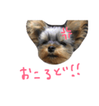 Maru 2（個別スタンプ：14）