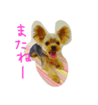 Maru 2（個別スタンプ：16）