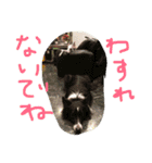 shun20150908（個別スタンプ：12）
