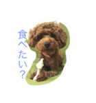 moko3（個別スタンプ：1）