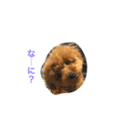 moko3（個別スタンプ：7）
