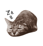 猫のこげめ（個別スタンプ：1）