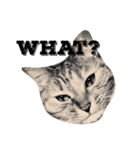 猫のこげめ（個別スタンプ：3）
