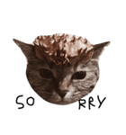 猫のこげめ（個別スタンプ：9）