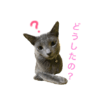 シナモン×ローズ2（個別スタンプ：1）