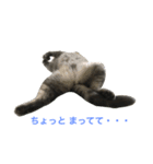 シナモン×ローズ2（個別スタンプ：4）