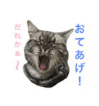 シナモン×ローズ2（個別スタンプ：10）
