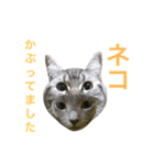 シナモン×ローズ2（個別スタンプ：15）