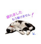fu ＆ an 4（個別スタンプ：2）
