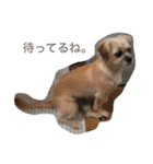 ドルちゃんのスタンプ1（個別スタンプ：2）