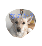 beki dog（個別スタンプ：1）