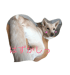beki dog（個別スタンプ：2）