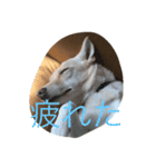 beki dog（個別スタンプ：3）