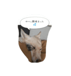 beki dog（個別スタンプ：4）