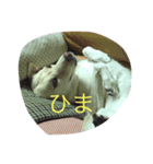 beki dog（個別スタンプ：5）