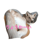 beki dog（個別スタンプ：7）