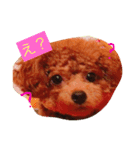 トイプードルシェリーの日常（個別スタンプ：7）