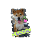 毎日使える柴犬スタンプ（個別スタンプ：1）